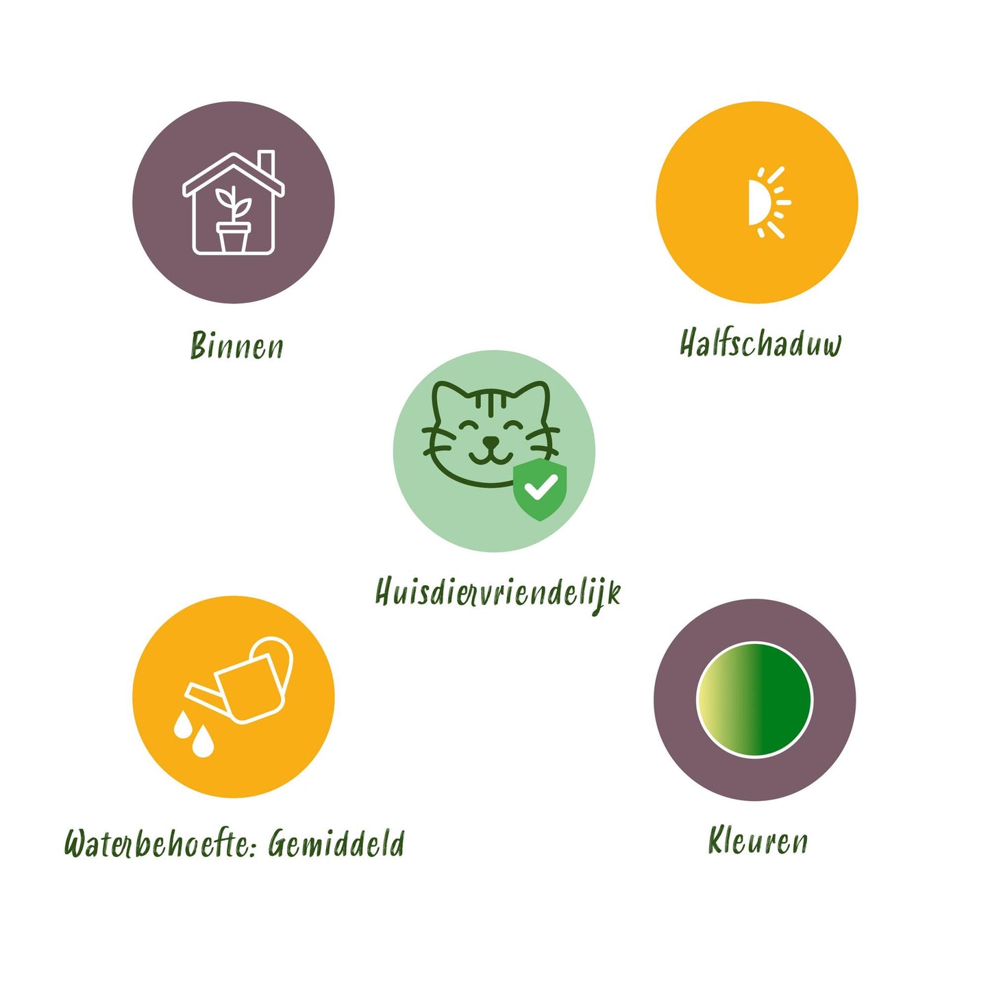 Chlorophytum comosum Bonnie - Krullende Graslelie - Huisdiervriendelijk - Bont - 2 Planten - Pot 12cm - Hoogte 20-25cm