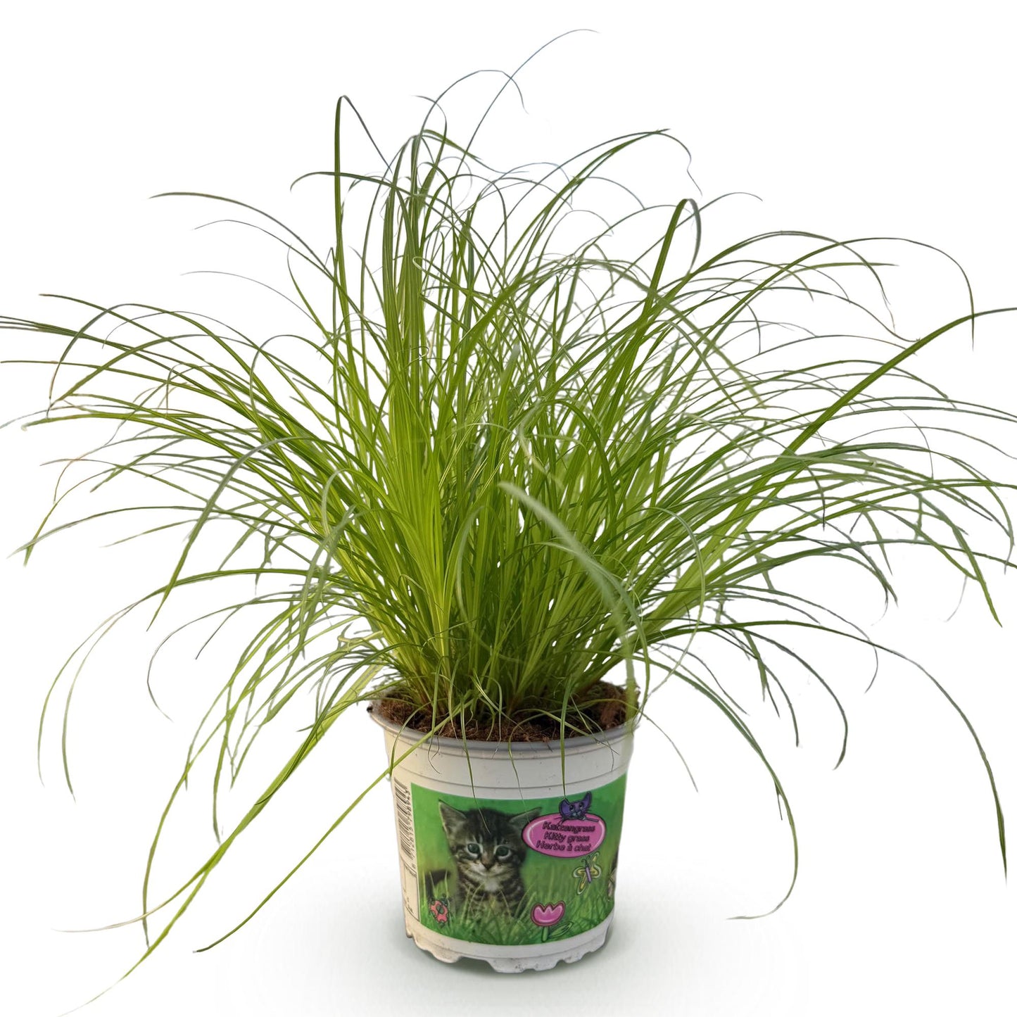Kamerplant - Cyperus alternifolius Zumula - Kattengras - Huisdiervriendelijke Plant Pot 12cm - Hoogte 20cm