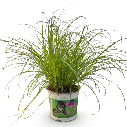 Kamerplant - Cyperus alternifolius Zumula - Kattengras - Huisdiervriendelijke Plant Pot 12cm - Hoogte 20cm
