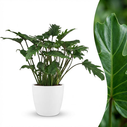 Philodendron - Philodendron Xanadu - Groen - Weinig onderhoud - 1 Plant - met Potter Wit - Pot 19cm - Hoogte 60cm