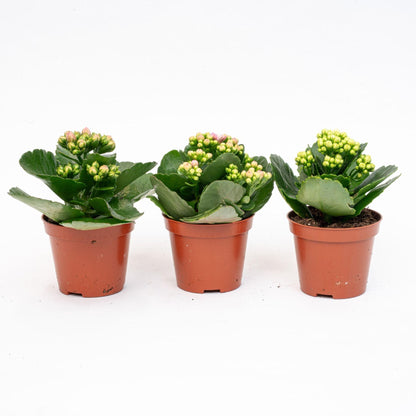 3x Kalanchoë - Potmaat 7 cm - ↑ 15 cm