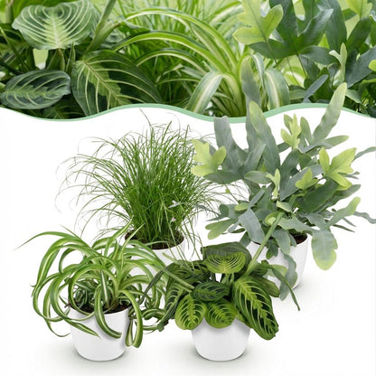 Huisdiervriendelijke Kamerplanten Mix - 4 Stuks – Met Witte Pot