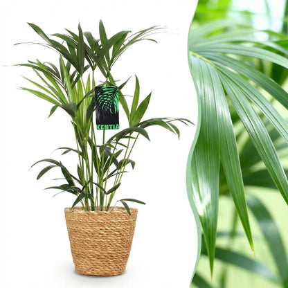 Kentia Palm (Howea Forsteriana) – 80–85 cm – Inclusief Mand