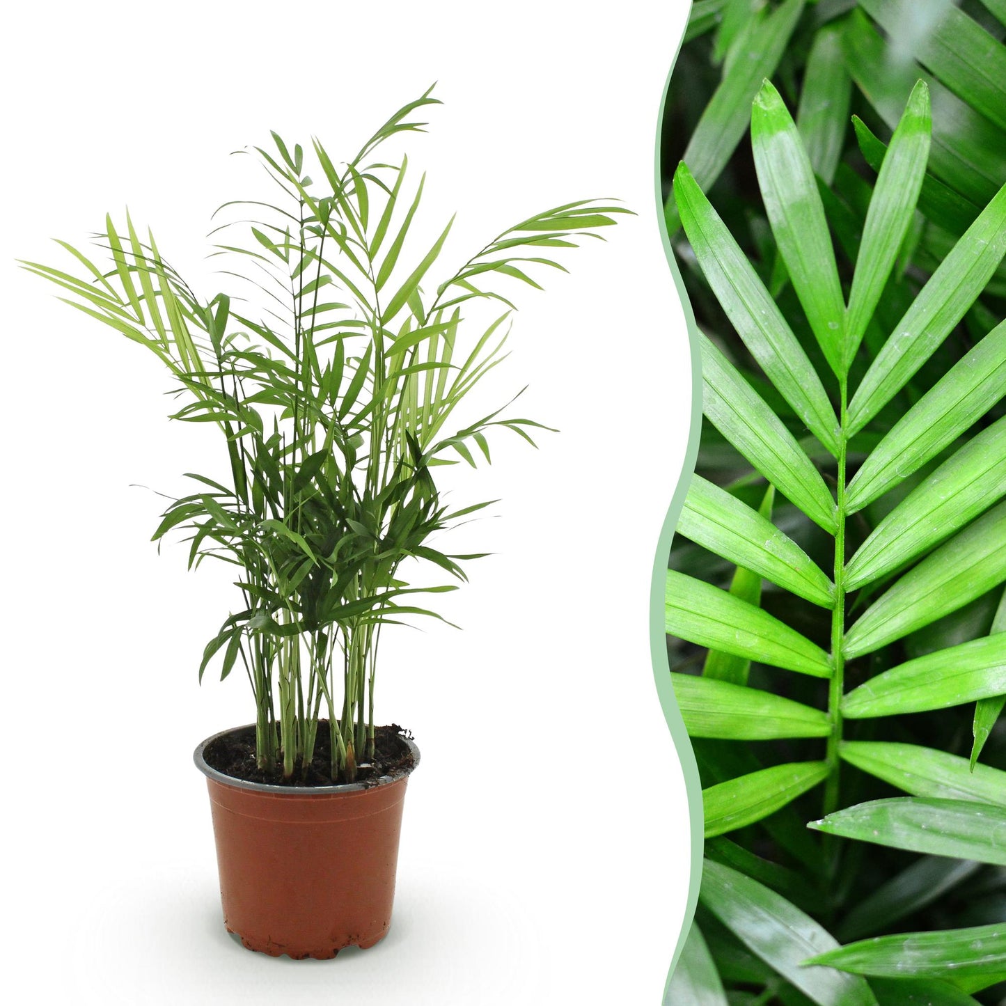 Chamaedorea elegans - Goudpalm - Huisdiervriendelijke Plant - Groen - 1 Plant - Pot 12cm - Hoogte 15cm