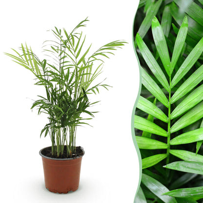 Chamaedorea elegans - Goudpalm - Huisdiervriendelijke Plant - Groen - 1 Plant - Pot 12cm - Hoogte 15cm