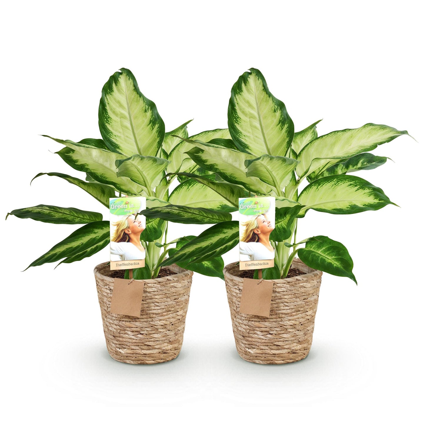 Kamerplanten - Diefenbachia Camilla - Dieffenbachia - Weinig onderhoud met mand - Groen - 2 Planten - Pot 17cm - Hoogte 45-50cm