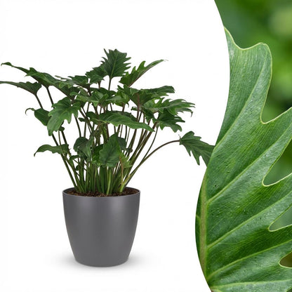 Philodendron - Philodendron Xanadu - Groen - Weinig onderhoud - 1 Plant - met Potter Grijs - Pot 19cm - Hoogte 60cm