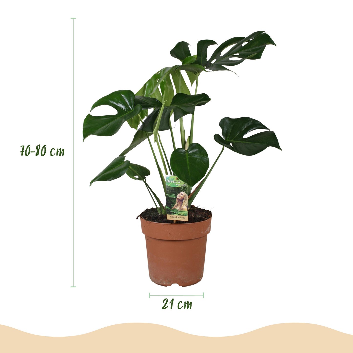 Kamerplanten - Monstera Deliciosa - Gatenplant - Weinig onderhoud - Groen - 1 Plant - met Potter Wit - Pot 21cm - Hoogte 70-80cm