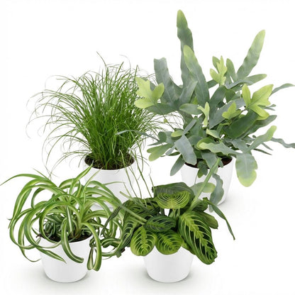Huisdiervriendelijke Kamerplanten Mix - 4 Stuks – Met Witte Pot