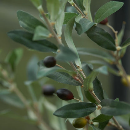 Olijfboom in pot 65cm – Kunstplant - Artificial plant