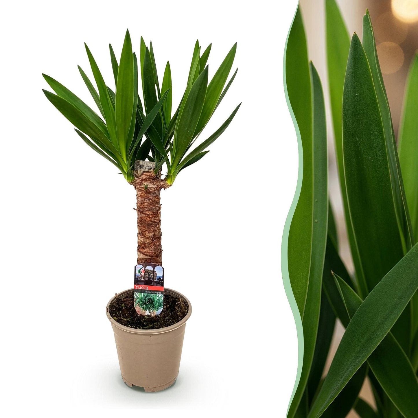 Yucca elephantipes Weinig onderhoud Pot 14cm - Hoogte 55cm