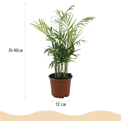 Kamerplant - Chamaedorea elegans - Goudpalm - Huisdiervriendelijk - Groen - 2 Planten - Pot 12cm - Hoogte 35-40cm