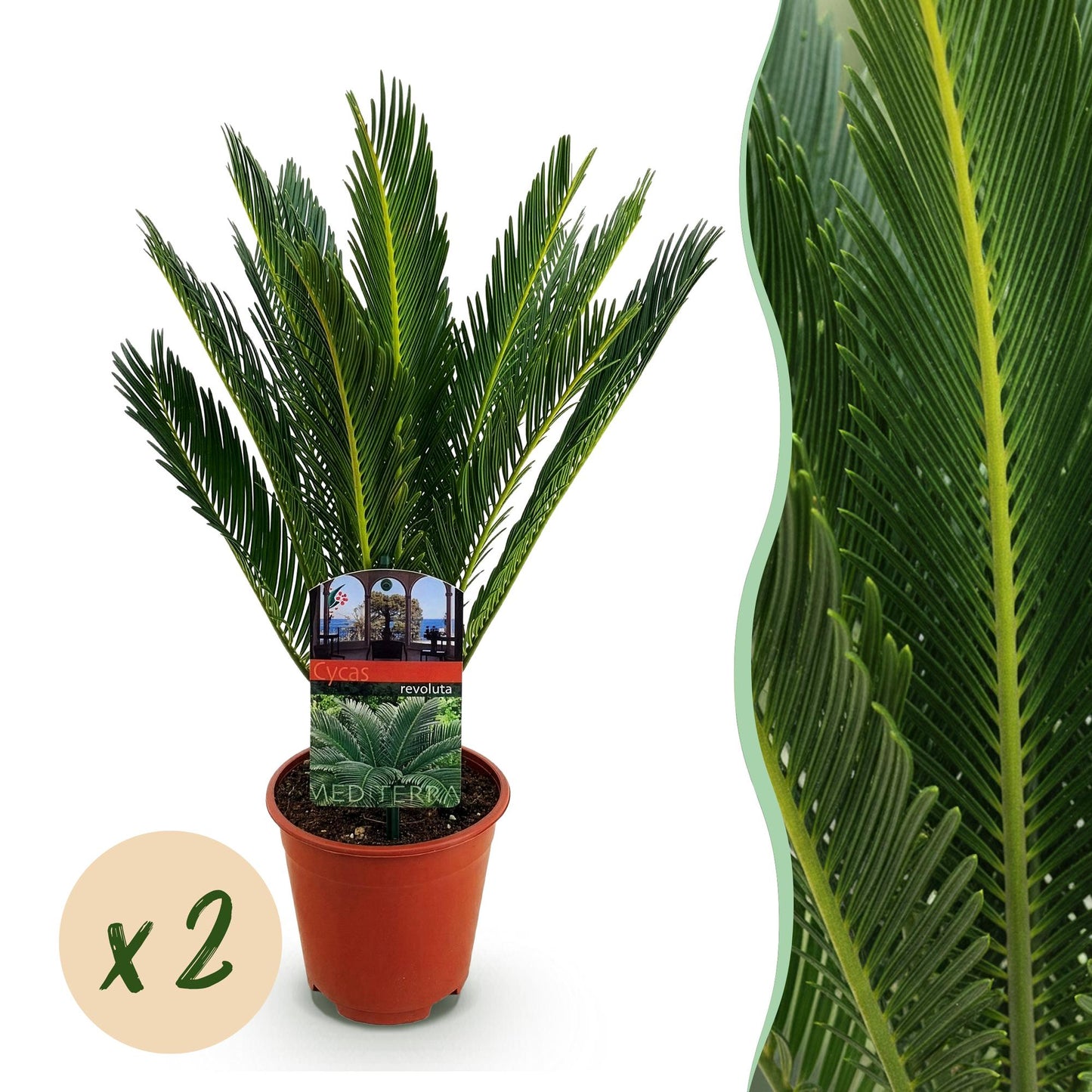 Cycas revoluta - Palmvaren - Weinig onderhoud - Groen - 2 - Pot 15cm - Hoogte 45-55cm