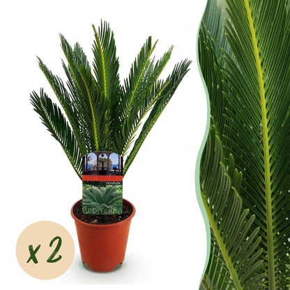 Cycas revoluta - Palmvaren - Weinig onderhoud - Groen - 2 - Pot 15cm - Hoogte 45-55cm