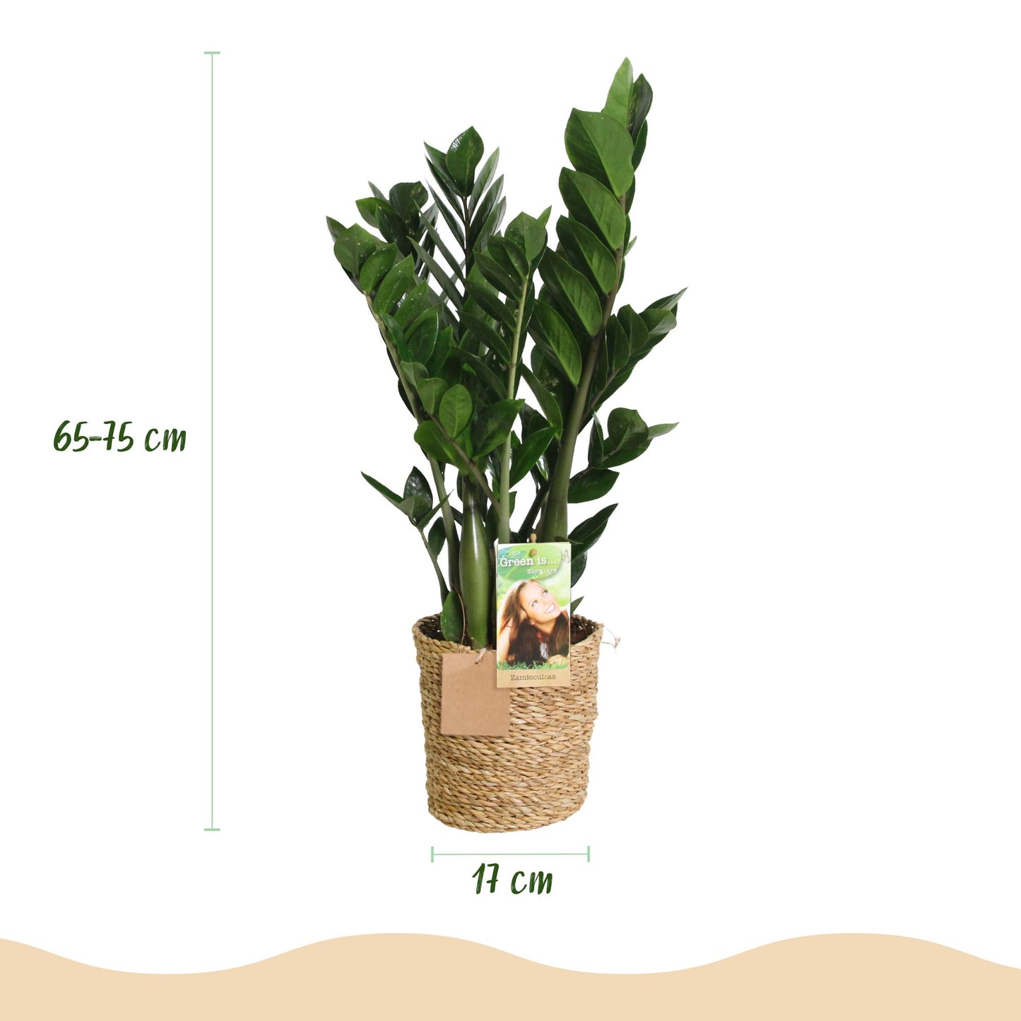 Zamioculcas Weinig onderhoud met mand 2 Planten - Pot 17cm - Hoogte 65-75cm