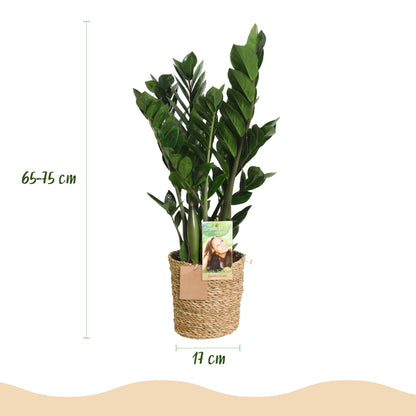 Zamioculcas Weinig onderhoud met mand 2 Planten - Pot 17cm - Hoogte 65-75cm