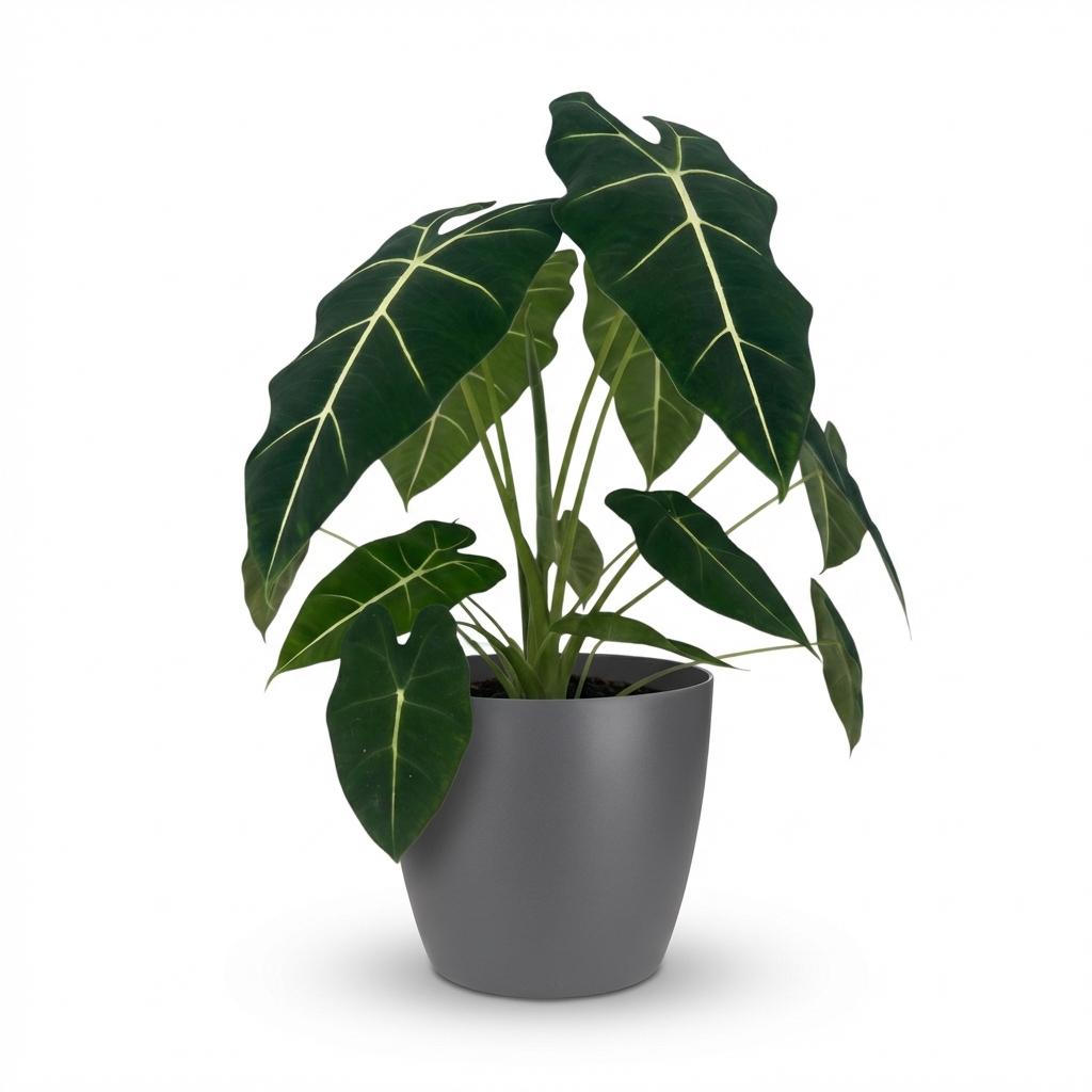 Olifantsoor - Alocasia Frydek - Groen - Weinig onderhoud - 1 Plant - met Potter Grijs - Pot 19cm - Hoogte 60cm