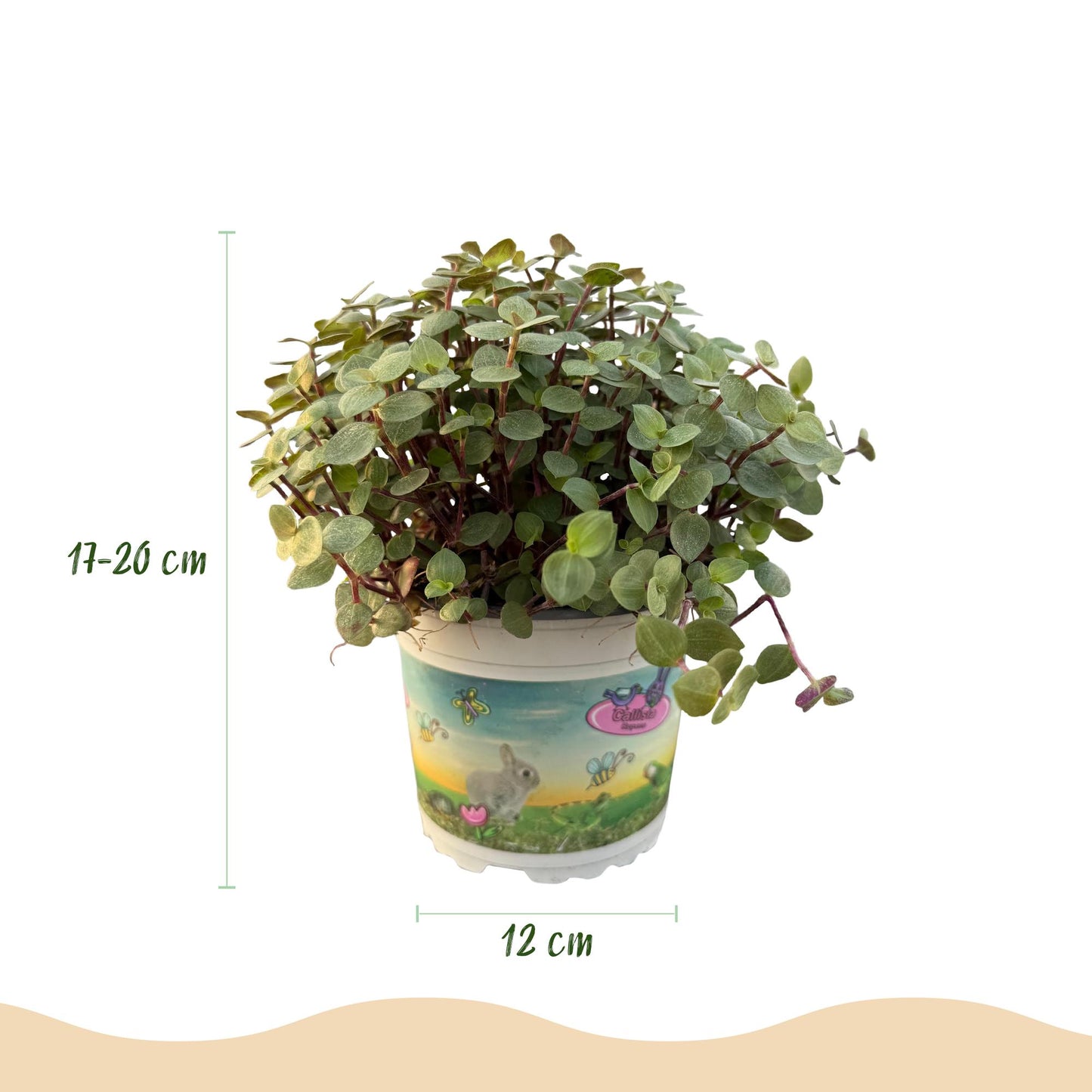 Kamerplant - Calissia repens - Schildpad plant - Huisdiervriendelijke Plant- 1 Plant - Pot 12cm - Hoogte 14cm