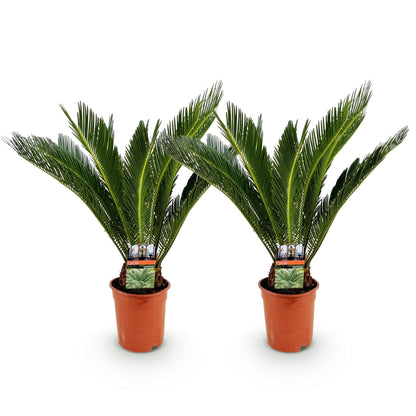 Kamerplant - Cycas revoluta - Palmvaren - Weinig onderhoud 2 stuks - Pot 17cm - Hoogte 55-65cm
