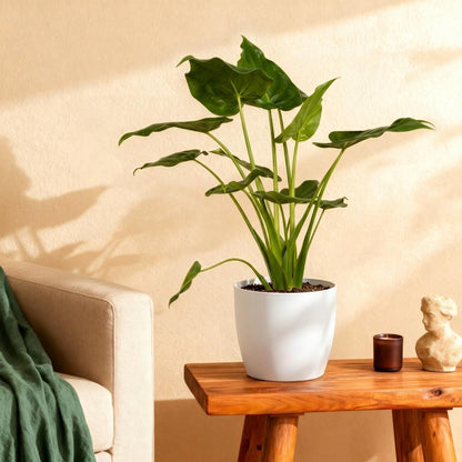 Alocasia Cucullata (Boeddha’s Hand) - Luxe Kamerplant 65-70 cm