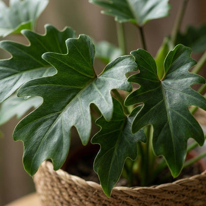 Philodendron - Philodendron Xanadu - Groen - Weinig onderhoud - 1 Plant - met Mand - Pot 19cm - Hoogte 60cm