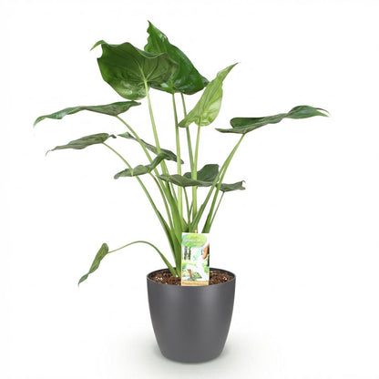 Kamerplanten - Alocasia Cucullata - Boeddha's hand - Weinig onderhoud - Groen - 1 Plant - met Potter Grijs - Pot 21cm - Hoogte 65-70cm