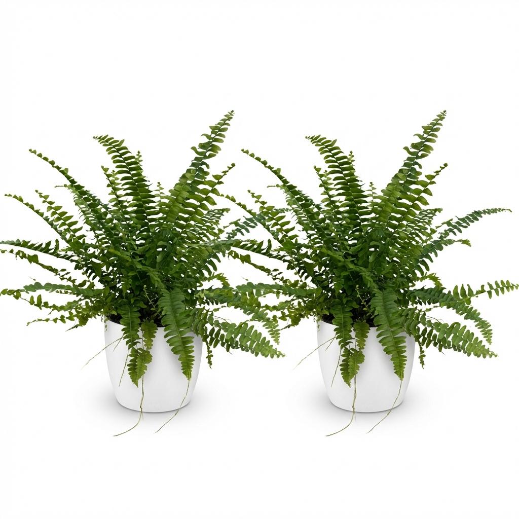 Nephrolepsis exaltata Green Lady - Varen - Huisdiervriendelijke Plant - Groen - 2 Planten - met Potter Wit - Pot 12cm - Hoogte 25cm