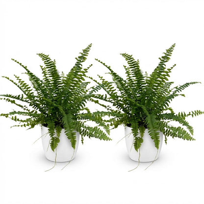 Nephrolepsis exaltata Green Lady - Varen - Huisdiervriendelijke Plant - Groen - 2 Planten - met Potter Wit - Pot 12cm - Hoogte 25cm