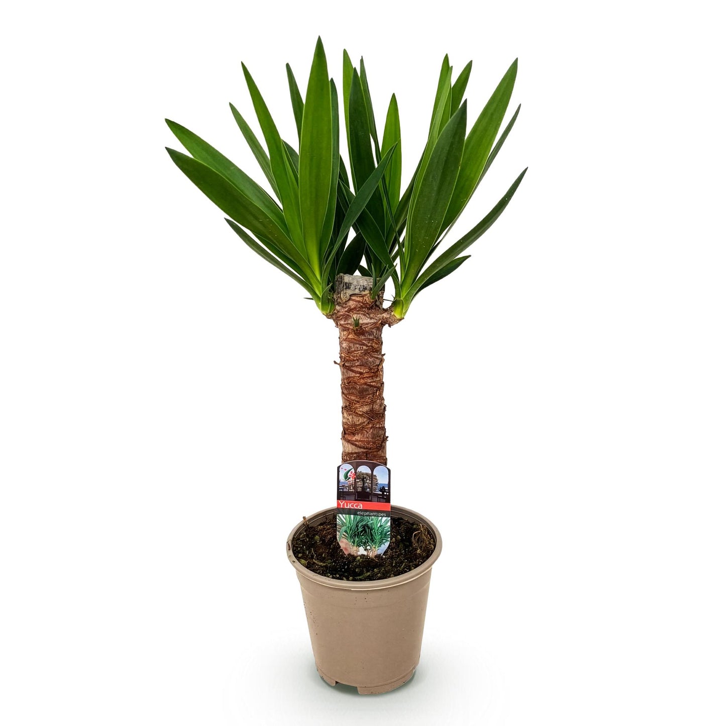 Yucca elephantipes Weinig onderhoud Pot 14cm - Hoogte 55cm