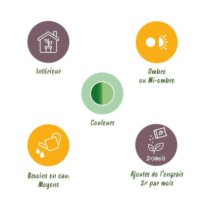 Kamerplanten - Diefenbachia Camilla - Dieffenbachia - Weinig onderhoud met mand - Groen - 2 Planten - Pot 17cm - Hoogte 45-50cm