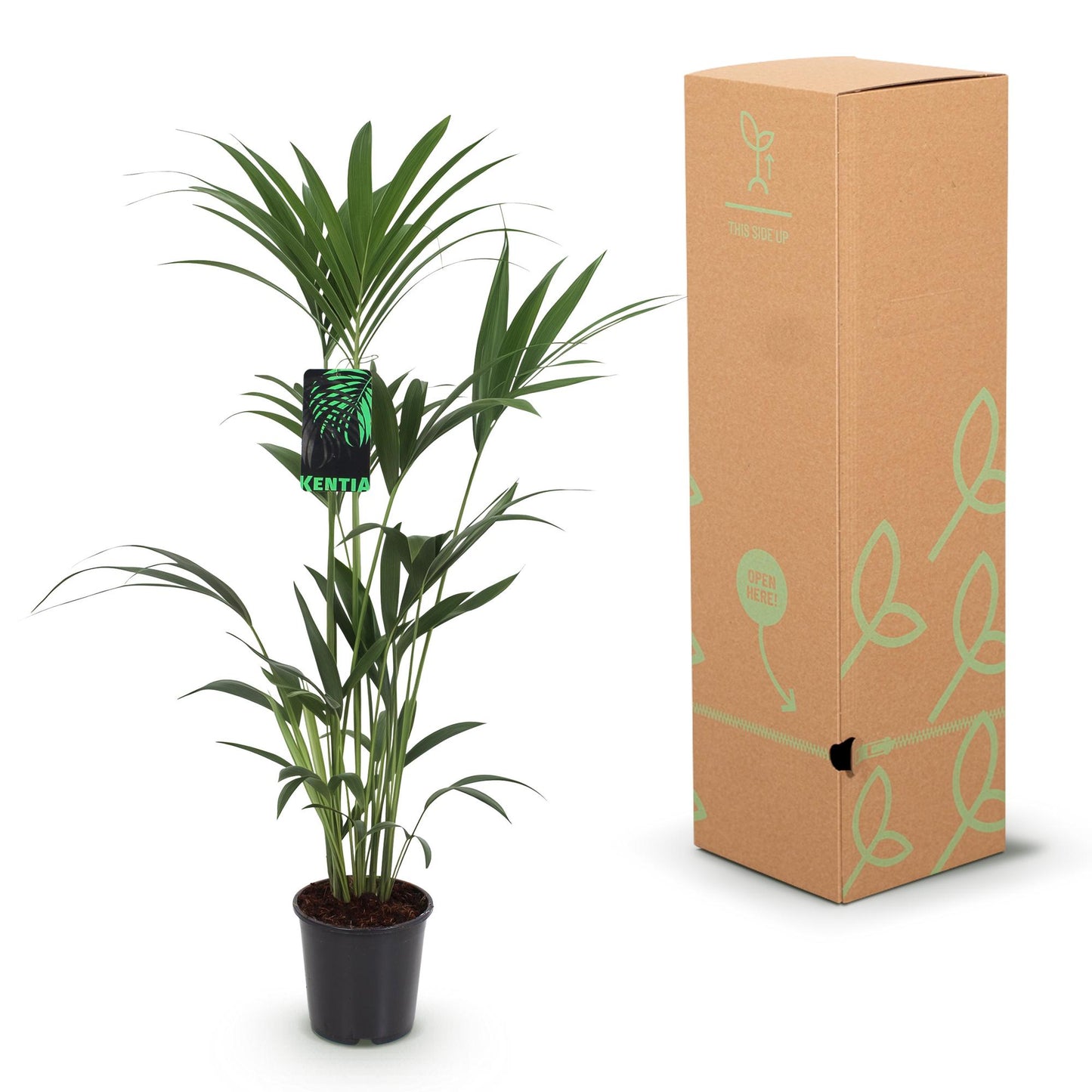 Kamerplant - Howea Forsteriana - Kentia Palm - Weinig Onderhoud - Groen - 1 Plant - met Mand - Pot 21cm - Hoogte 120-130cm