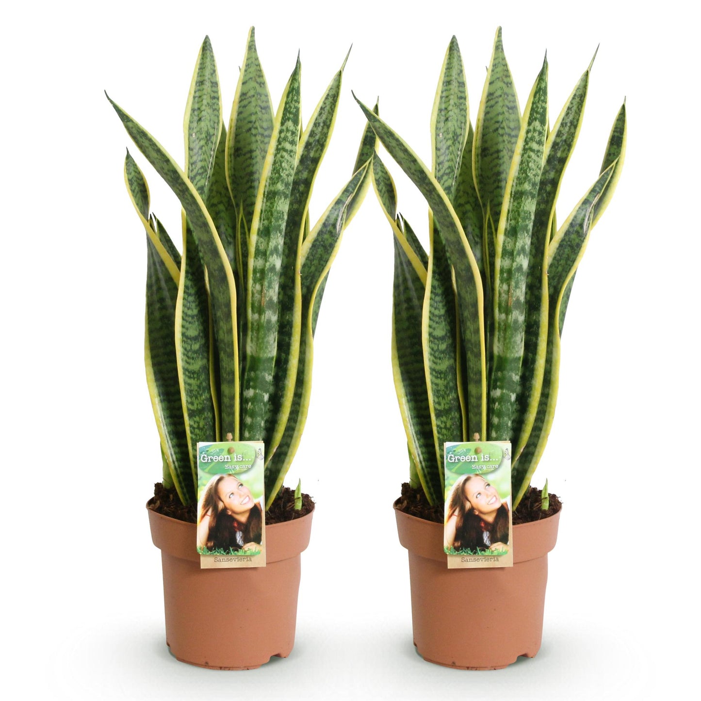 Sanseveria Laurentii - Vrouwentong - Weinig onderhoud - Groen - 2 Planten - Pot 17cm - Hoogte 60-70cm