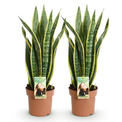 Sanseveria Laurentii - Vrouwentong - Weinig onderhoud - Groen - 2 Planten - Pot 17cm - Hoogte 60-70cm