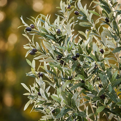Kunst Olijfboom -  Olea europaea - Olijfboom - 180 cm