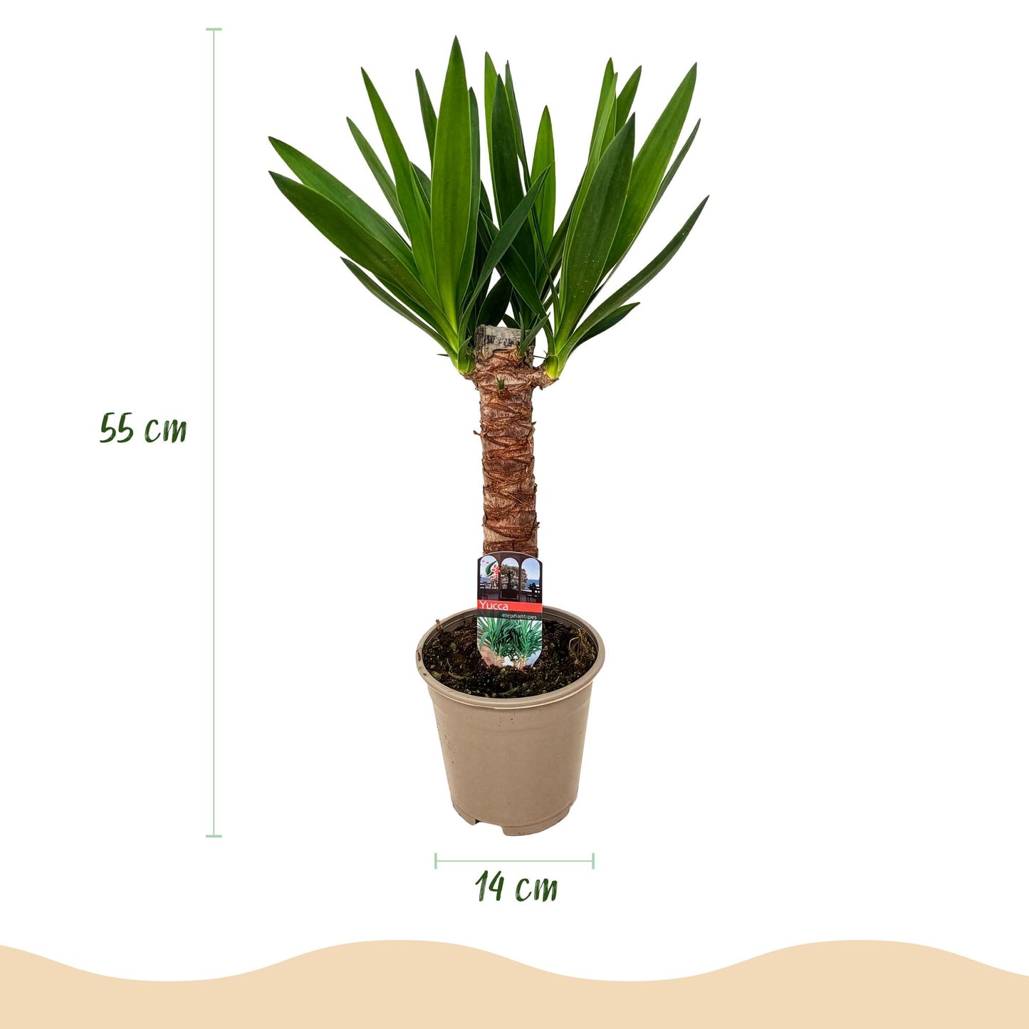 Yucca elephantipes Weinig onderhoud Pot 14cm - Hoogte 55cm