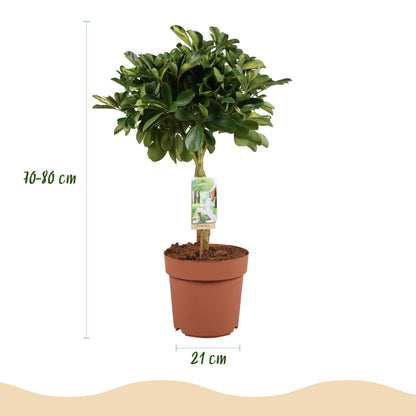 Schefflera Gold Capella (Vingerboom) – 70-80 cm – Inclusief Witte Pot