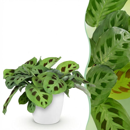 Kamerplant - Maranta Fascinator Kerchoveana - Zebraplant - Huisdiervriendelijke Plant met Potter Wit - Pot 12cm - Hoogte 25cm