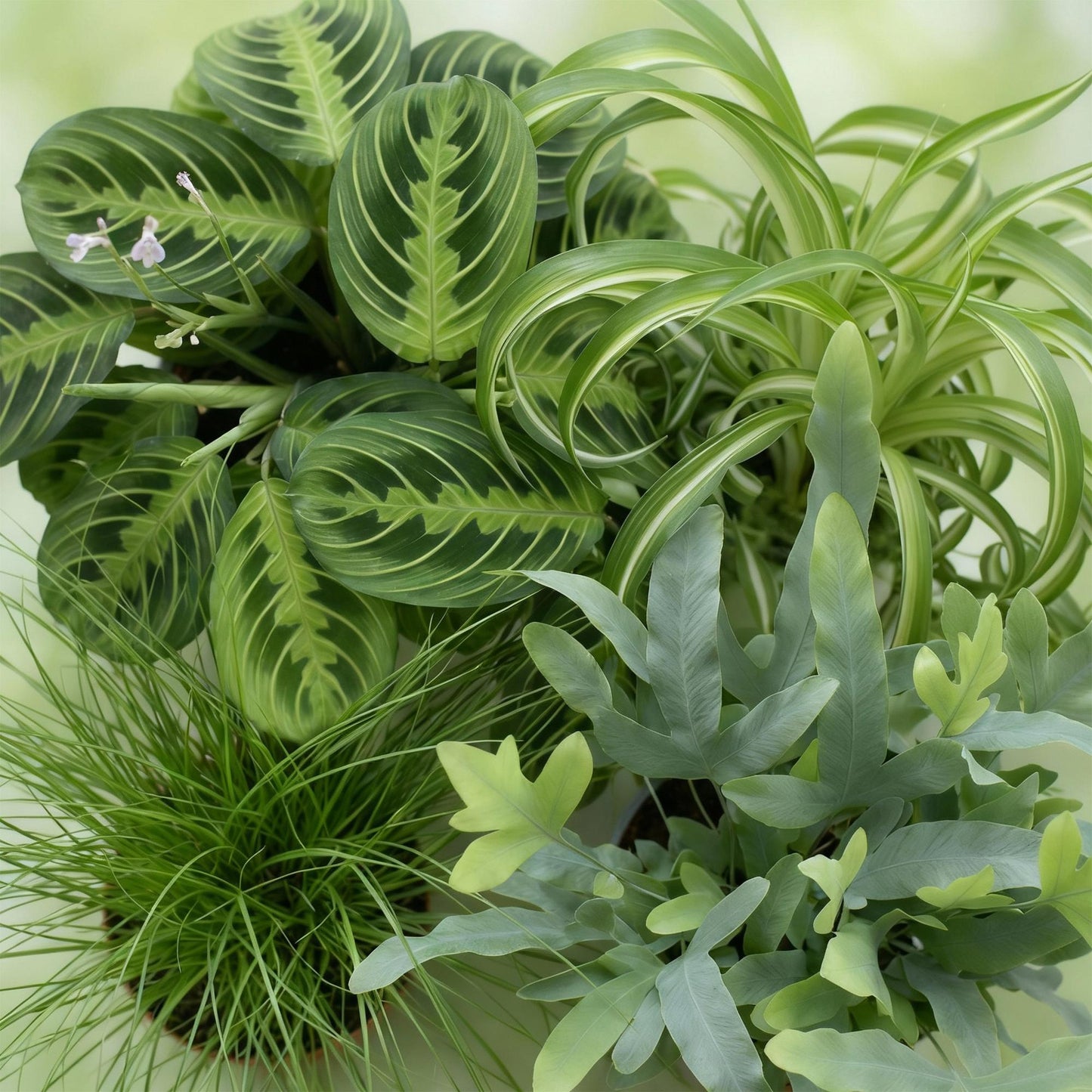 Huisdiervriendelijke Kamerplanten Mix - 4 Stuks – Met Witte Pot