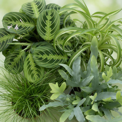 Huisdiervriendelijke Kamerplanten Mix - 4 Stuks – Met Witte Pot