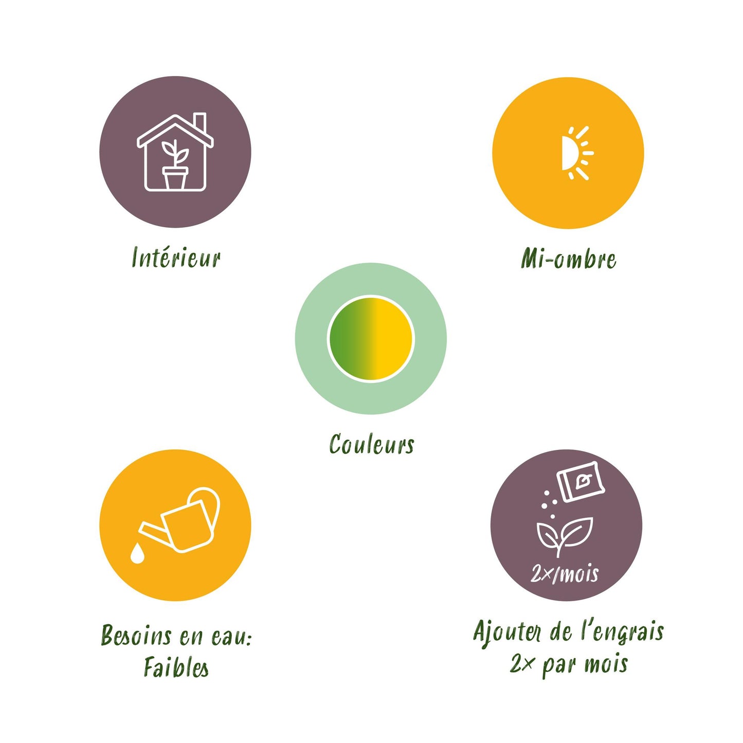 Kamerplanten - Dracaena Sunray - Drakenbloedboom - Weinig onderhoud - 1 Plant - met Pot Wit - Pot 21cm - Hoogte 90-100cm