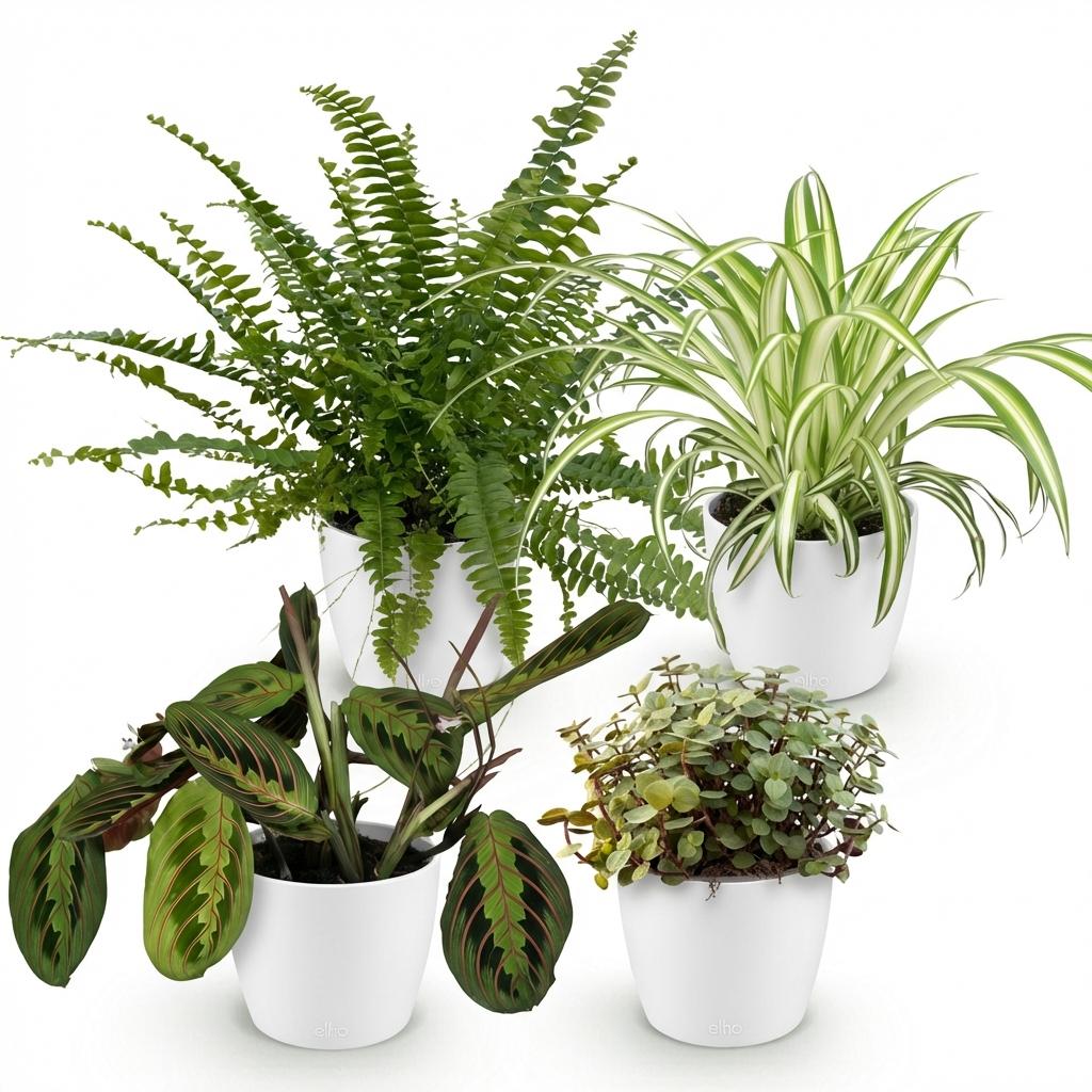 Mix van 4 - Huisdiervriendelijke Planten 4 Planten - met Potter Wit - Pot 12cm - Hoogte 25cm