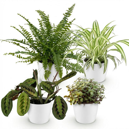 Mix van 4 - Huisdiervriendelijke Planten 4 Planten - met Potter Wit - Pot 12cm - Hoogte 25cm