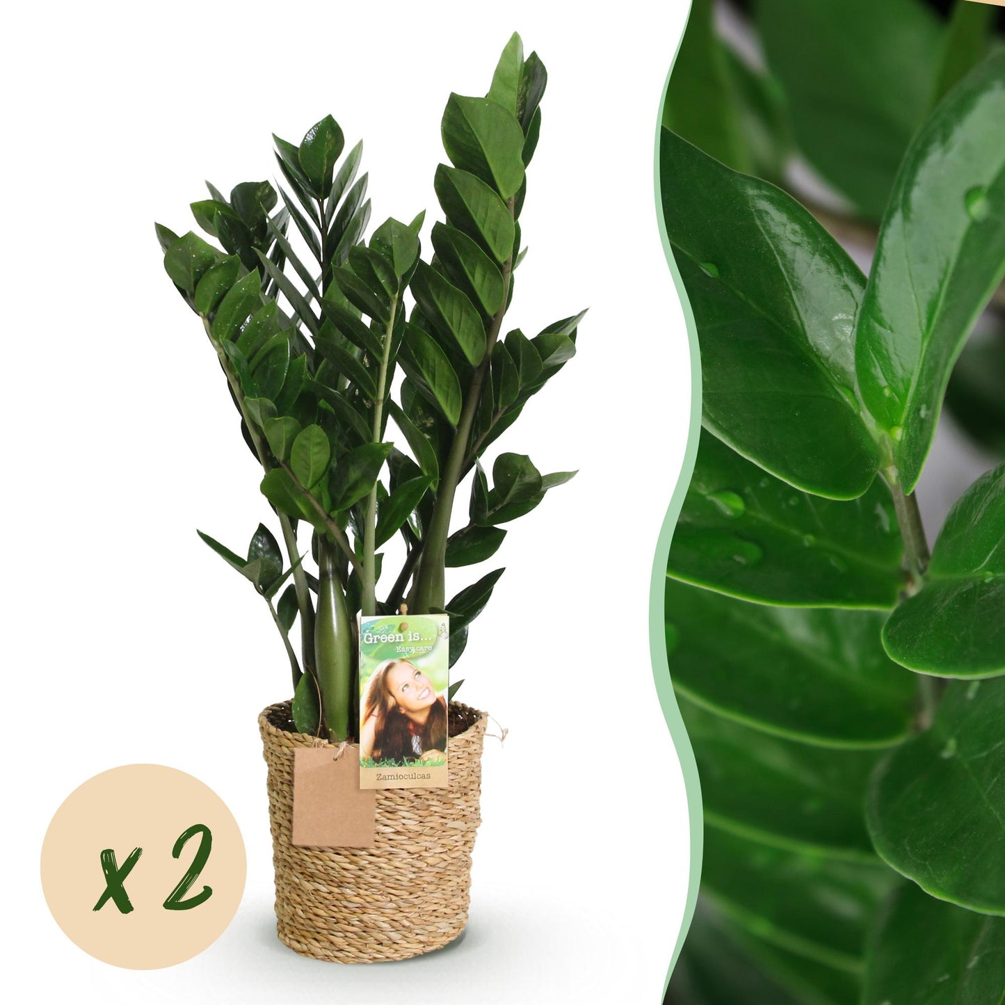 Zamioculcas Weinig onderhoud met mand 2 Planten - Pot 17cm - Hoogte 65-75cm
