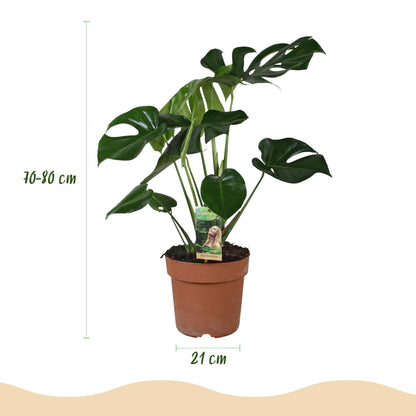 Monstera Deliciosa (Gatenplant) – 70-80 cm – Inclusief Grijze Pot
