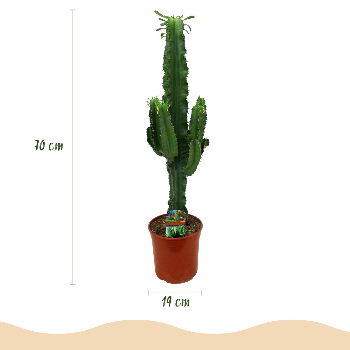 Kamerplant Euphorbia eritrea - Afrikaanse melkboom - Weinig onderhoud - 2 stuks met pot 19cm - Hoogte 70cm