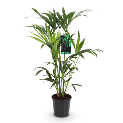 Kamerplant - Howea Forsteriana - Kentia Palm - Weinig Onderhoud - Pot 19cm - Hoogte 80-85cm