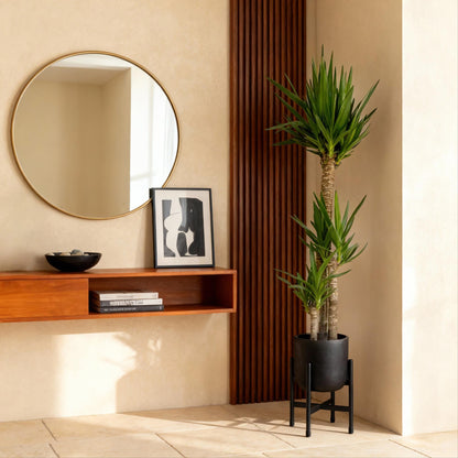 Yucca elephantipes - Yucca - Weinig onderhoud Pot 24cm - Hoogte 140cm