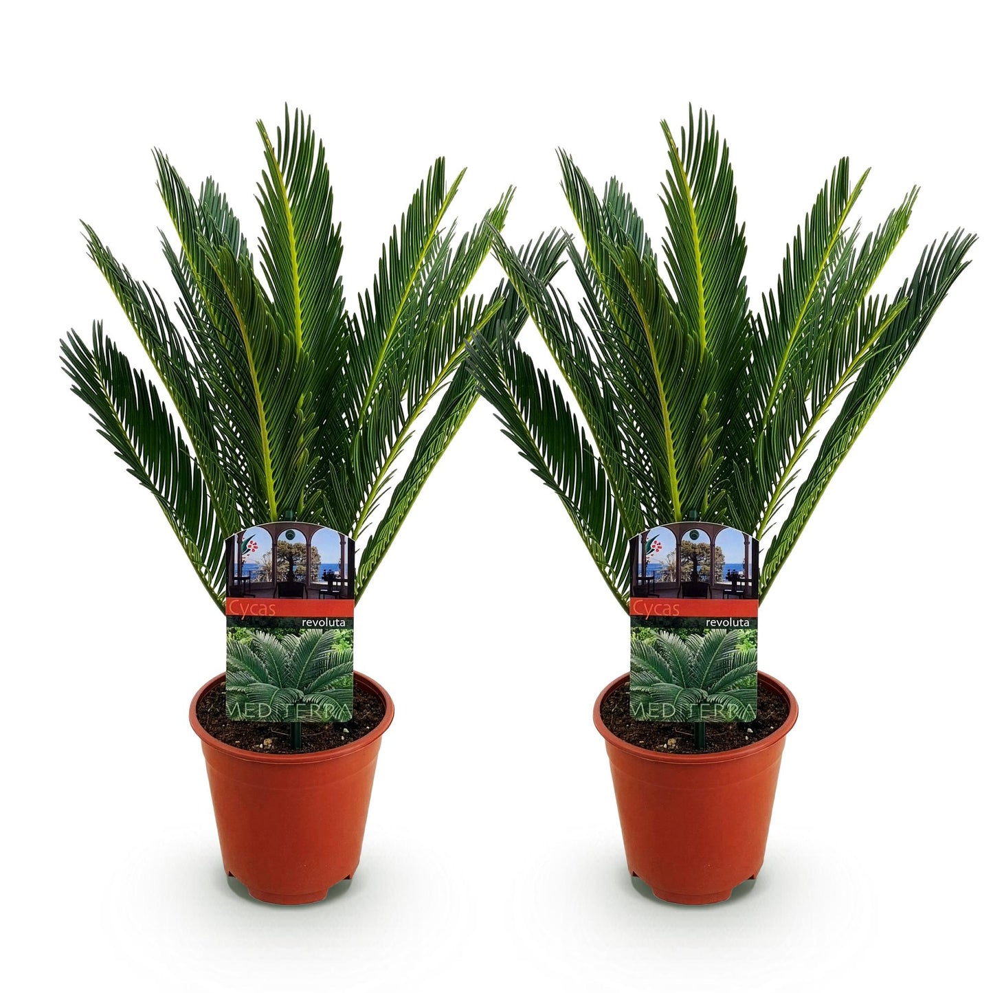 Cycas revoluta - Palmvaren - Weinig onderhoud - Groen - 2 - Pot 15cm - Hoogte 45-55cm