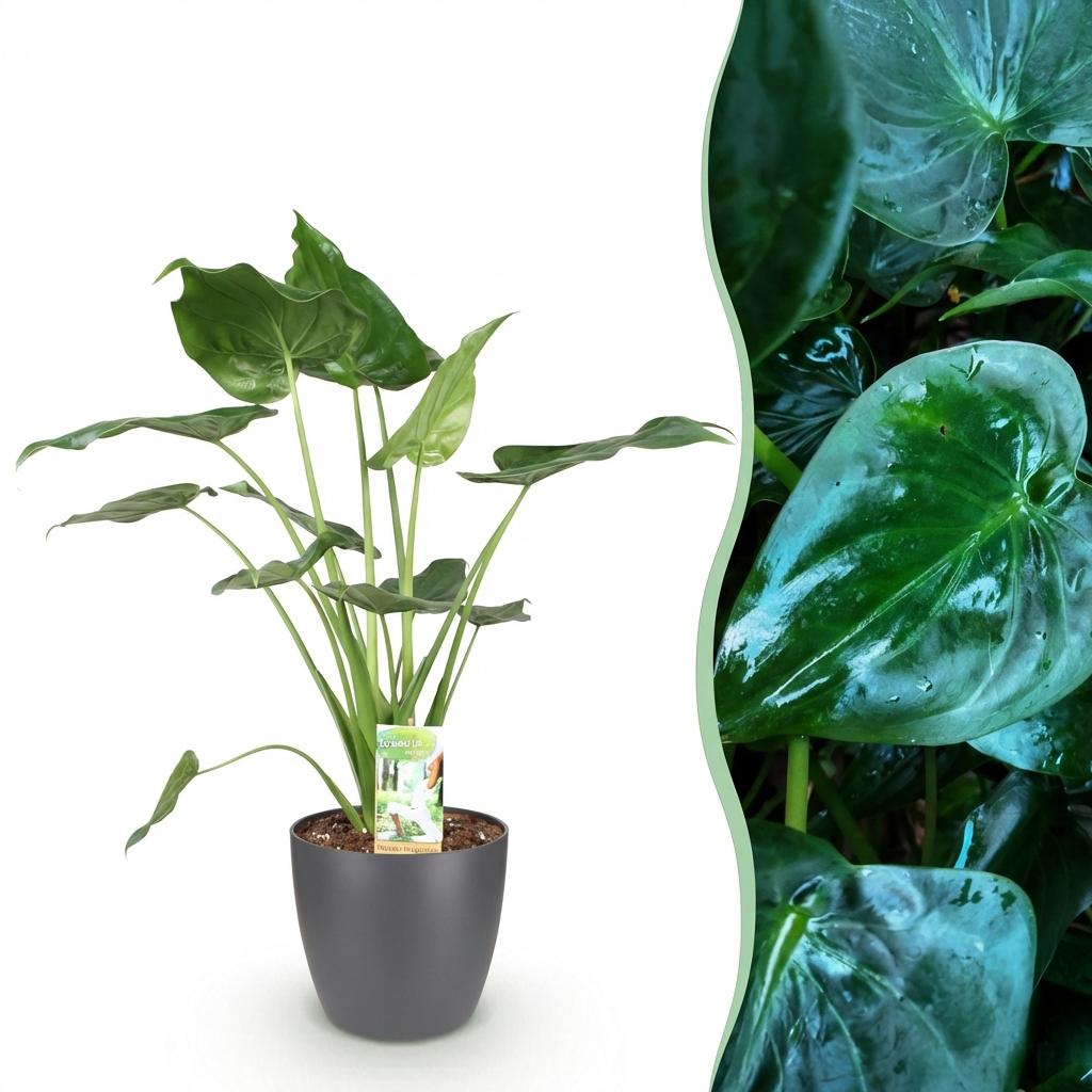Kamerplanten - Alocasia Cucullata - Boeddha's hand - Weinig onderhoud - Groen - 1 Plant - met Potter Grijs - Pot 21cm - Hoogte 65-70cm