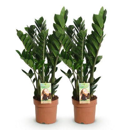 Kamerplanten - Zamioculcas - ZZ-plant - Weinig onderhoud 2 Planten - Pot 17cm - Hoogte 65-75cm